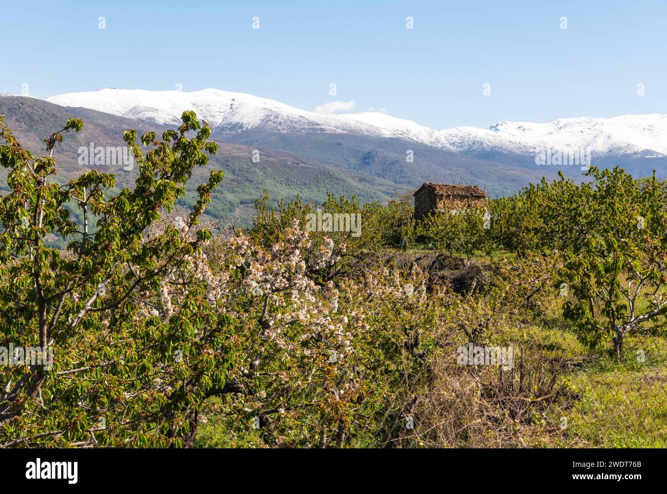 Frühling in Valle del Jerte (Tal der Kirschen), Caceres, Extremadura, Spanien, Europa Stockfoto