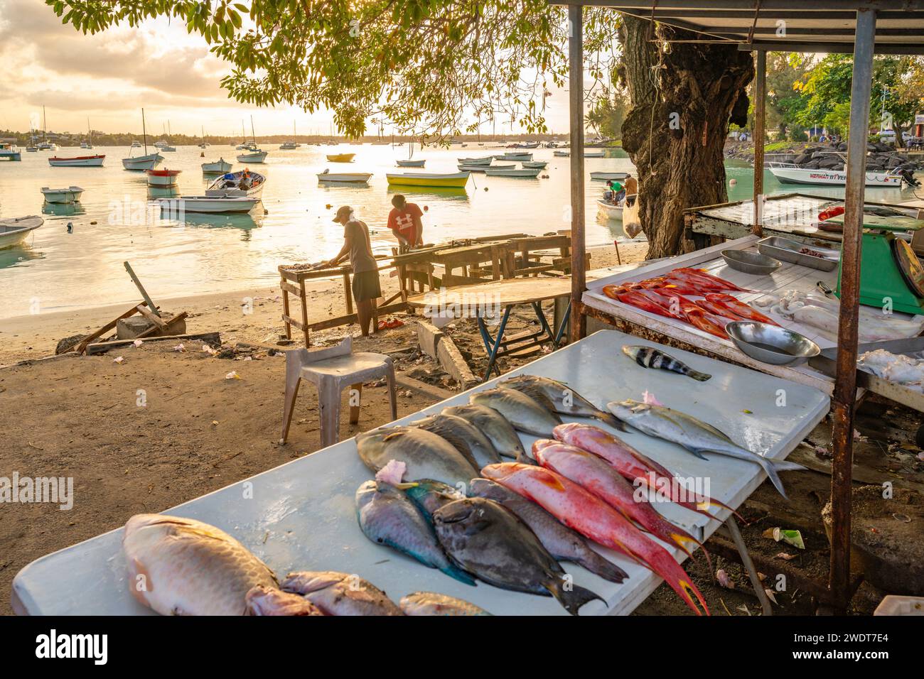 Blick auf den Tagesfang am Fischstand in Grand Bay zur goldenen Stunde, Mauritius, Indischer Ozean, Afrika Stockfoto