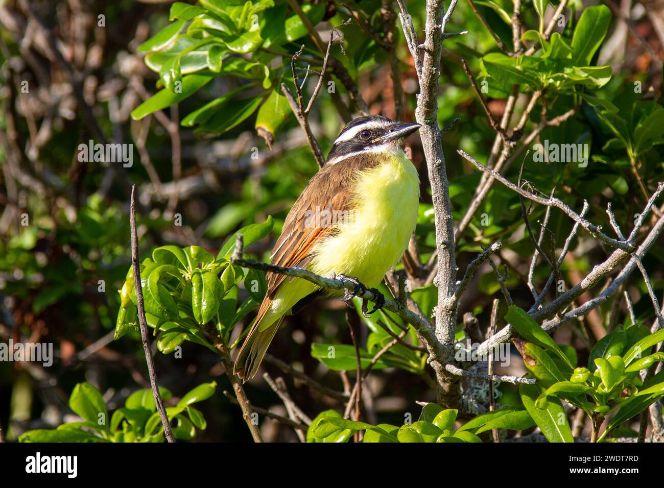 Great Kiskadee (Pitangus Sulphuratus), ein in Mittel- und Südamerika, Bermuda, Atlantik, Nordamerika, verbreiteter Passerinvogel Stockfoto