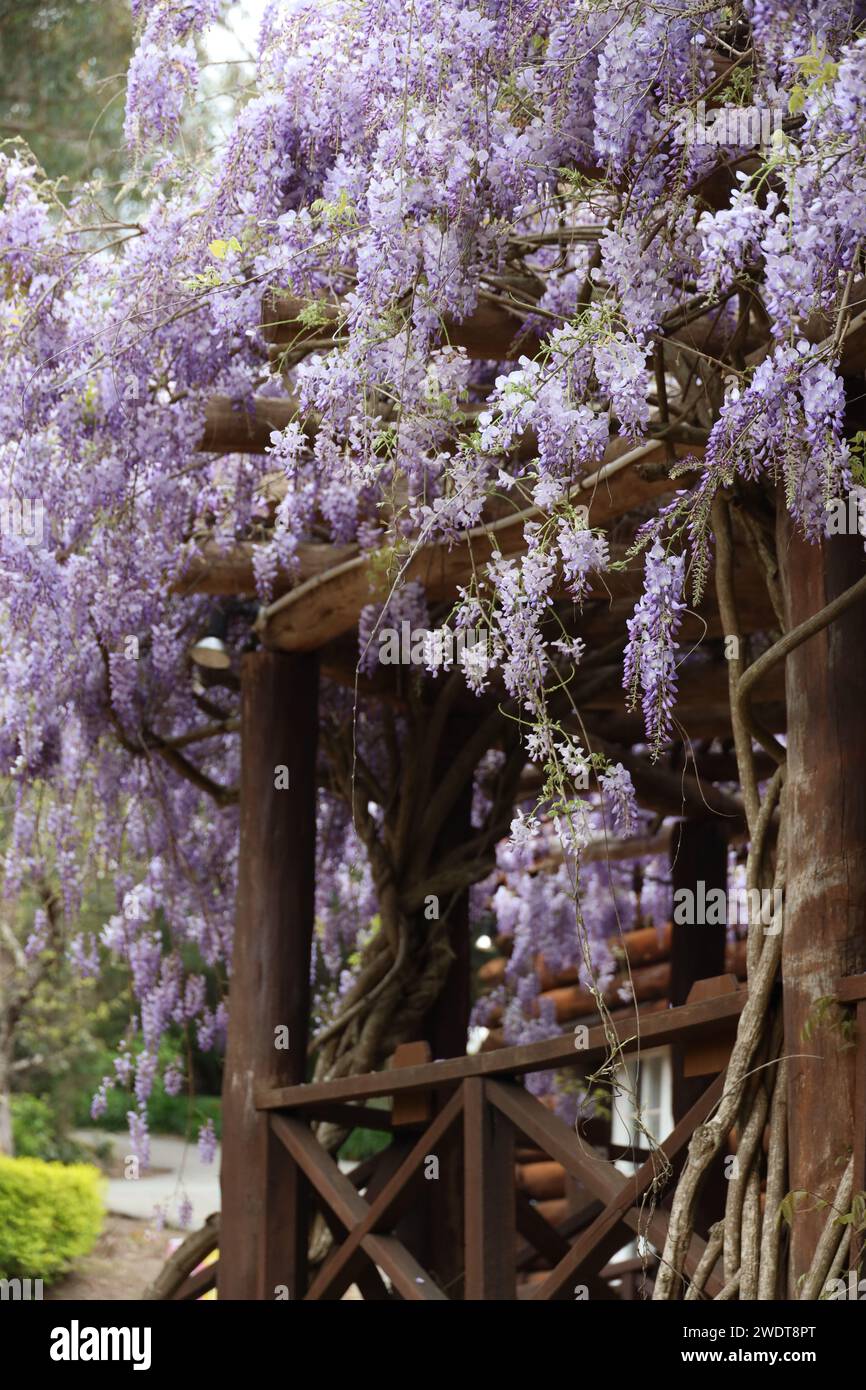 Ein Pavillon mit wunderschönen Wisterien Stockfoto