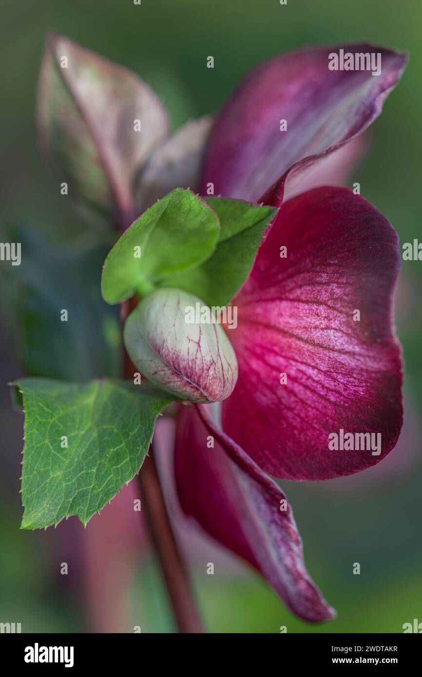 Helleborus x ericsmithii „HGC Ice 'n Roses Dark Picotee“ blüht im Winter – Januar Stockfoto