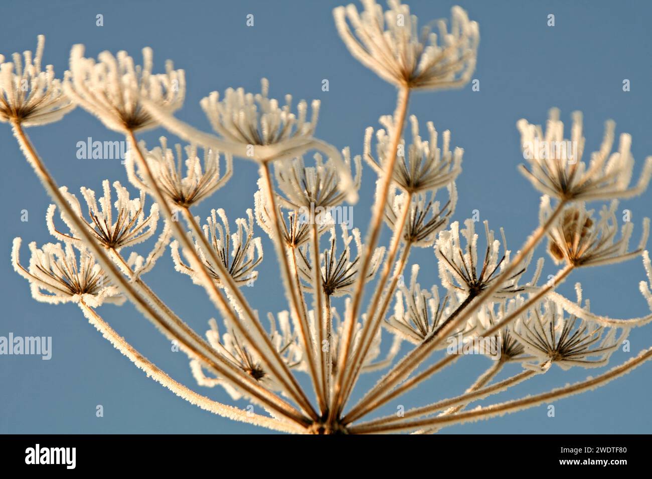 Whitefrost Stockfoto