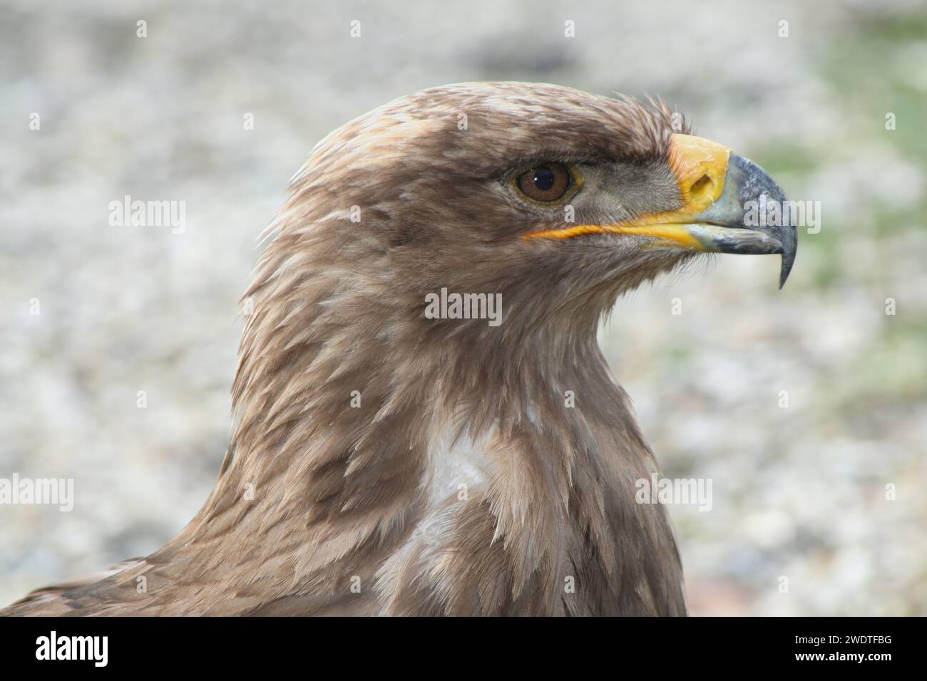 Steppenadler Stockfoto