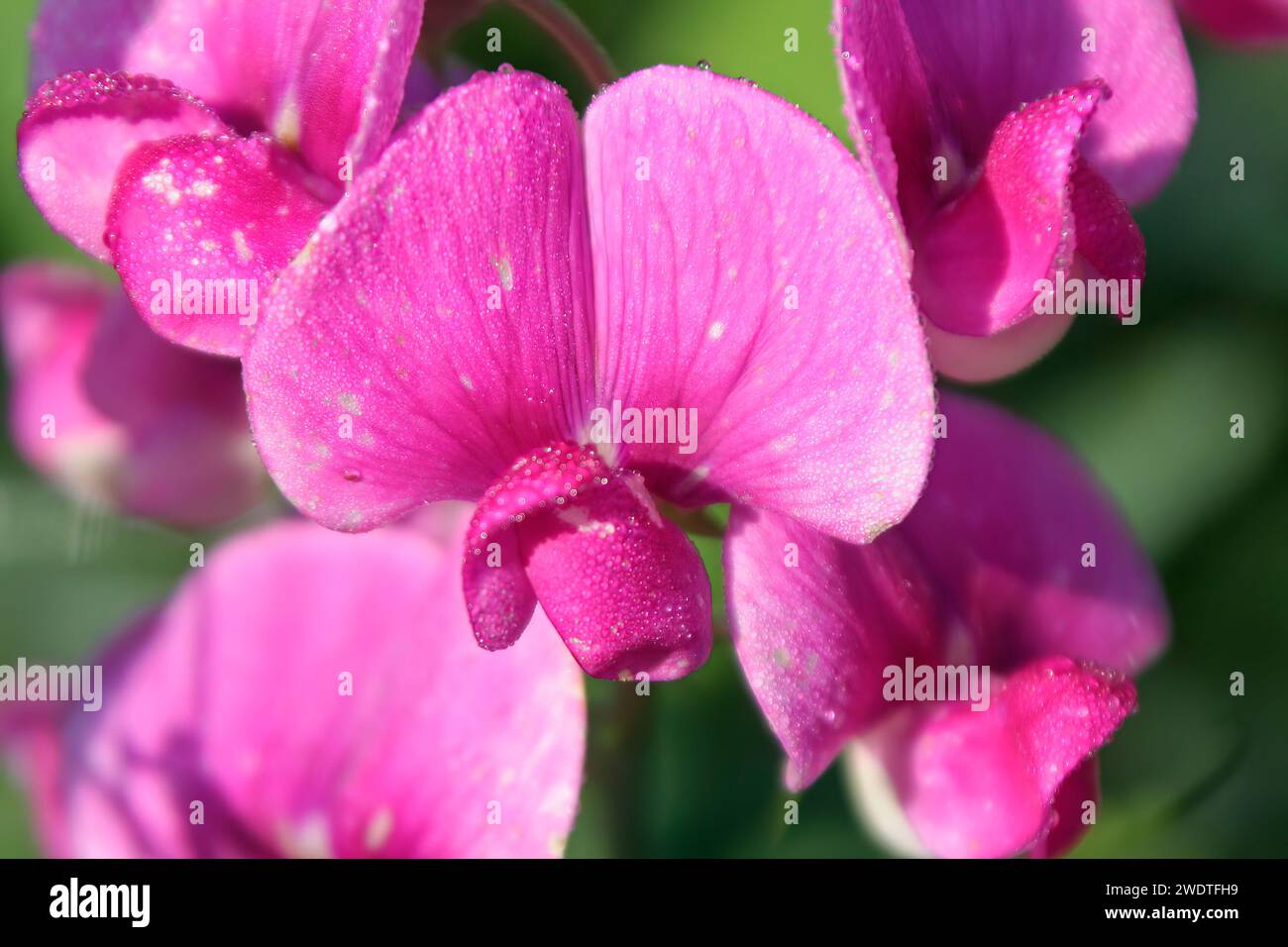 Gemeinsames Tara Stockfoto