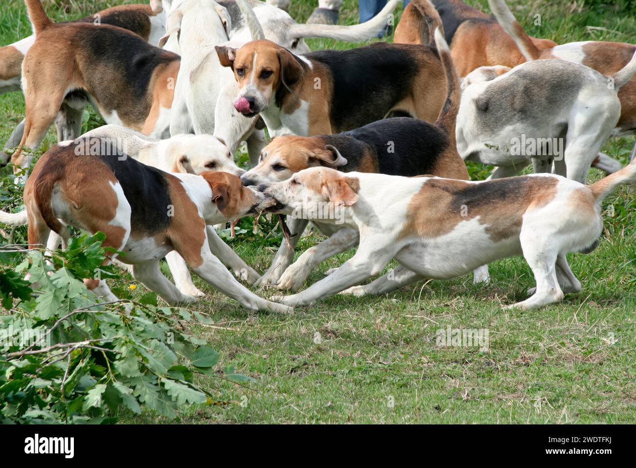 Pack Hunde Stockfoto