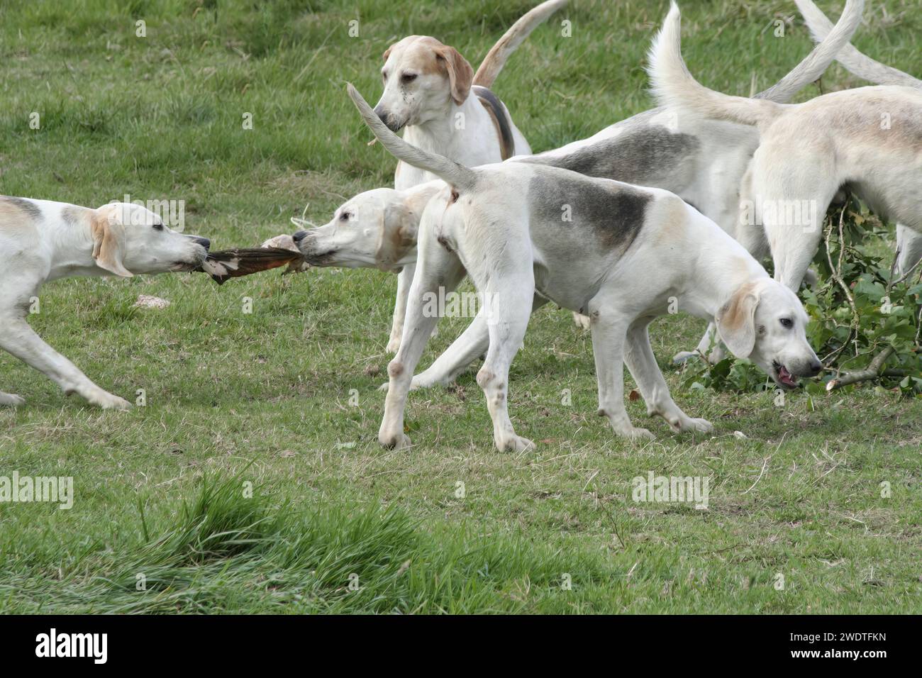 Pack Hunde Stockfoto