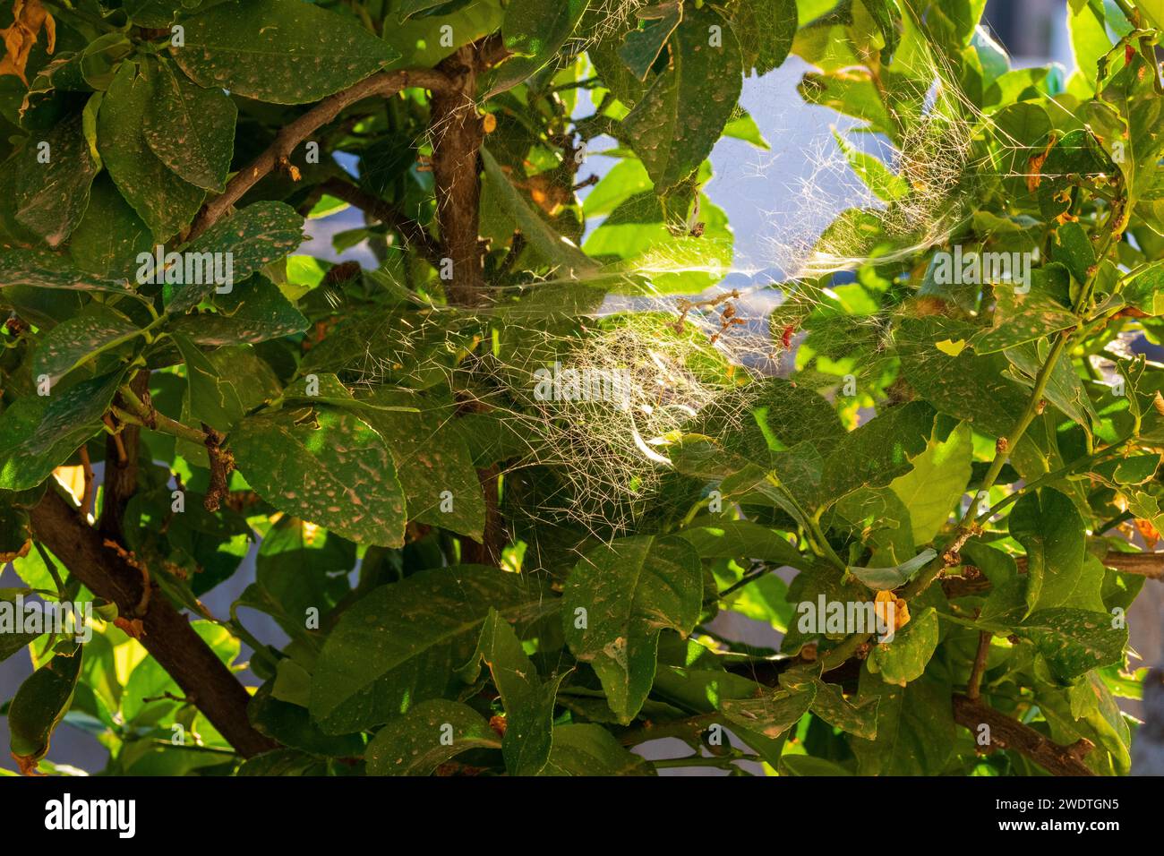 Spinnen weben im Sonnenlicht in einem Zitronenbaum Stockfoto