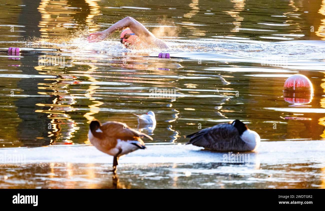 PIC Shows: Schwimmer am frühen Morgen in Hampstead Ponds trotzen -3 Temperaturen, während der Vogel auf dem Eis steht. PIC gavin rodgers/pixel8000 Stockfoto