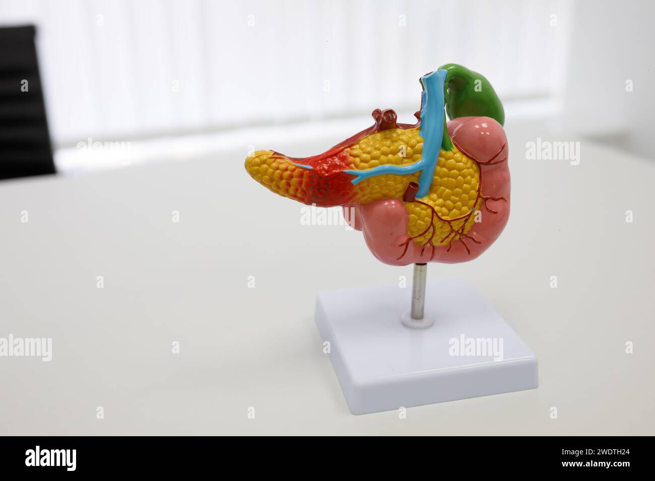 Anatomische Darstellungen menschlicher Organe. Hochwertige Fotos Stockfoto