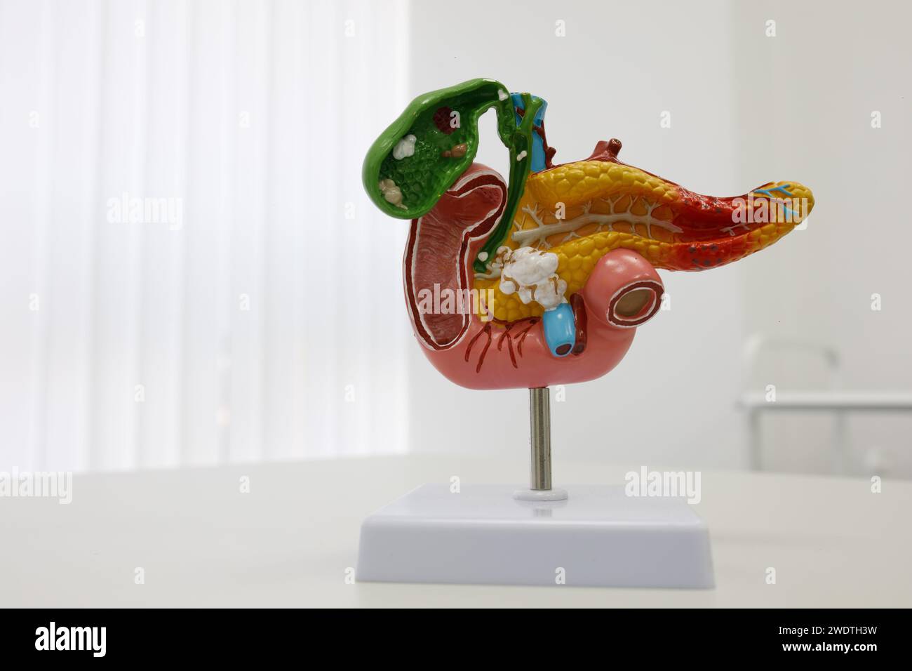 Anatomische Darstellungen menschlicher Organe. Hochwertige Fotos Stockfoto
