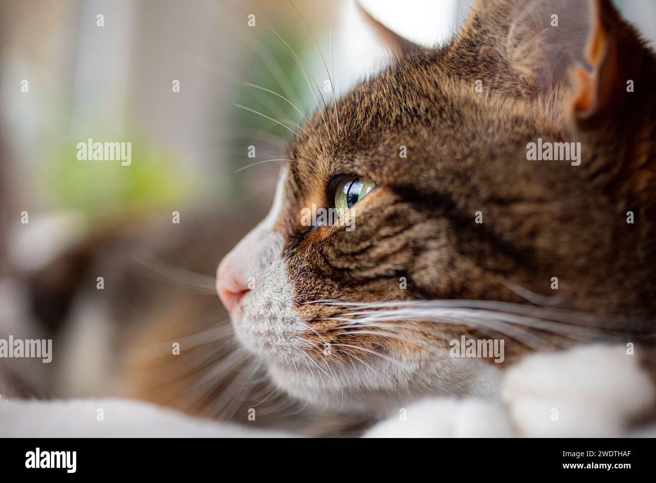 Niedlicher Tabby auf dem Katzenbett. Shaun Fellows / Alamy Stockfoto