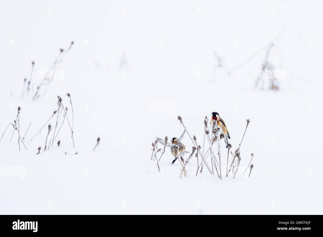 Wunderschöner Goldfinch, Carduelis carduelis, ernährt sich von den Samen einer wilden Pflanze, die im Winter mit Schnee und Frost bedeckt ist. Stockfoto