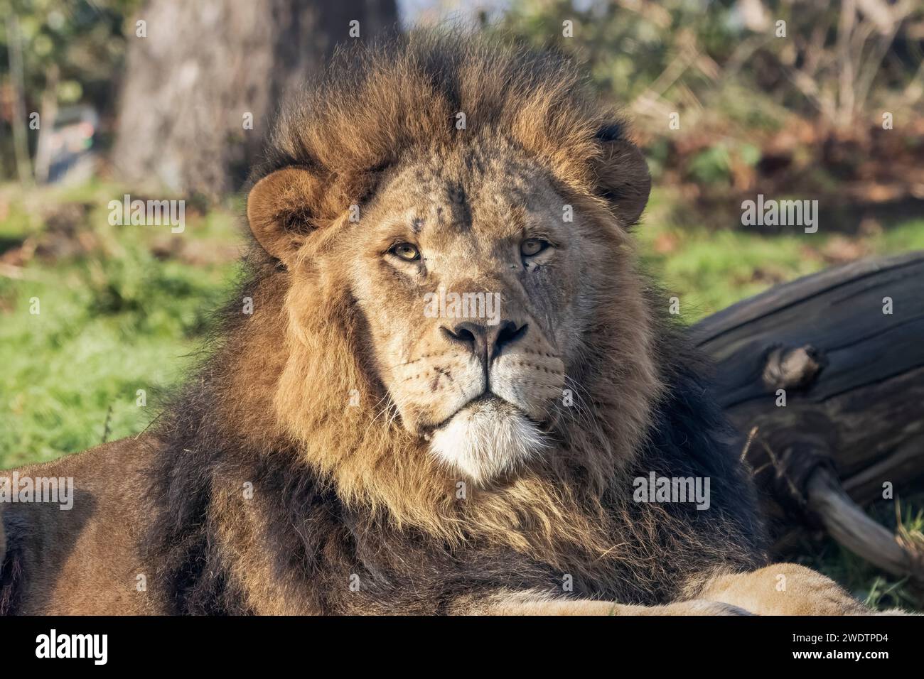 African Lion Porträt Stockfoto