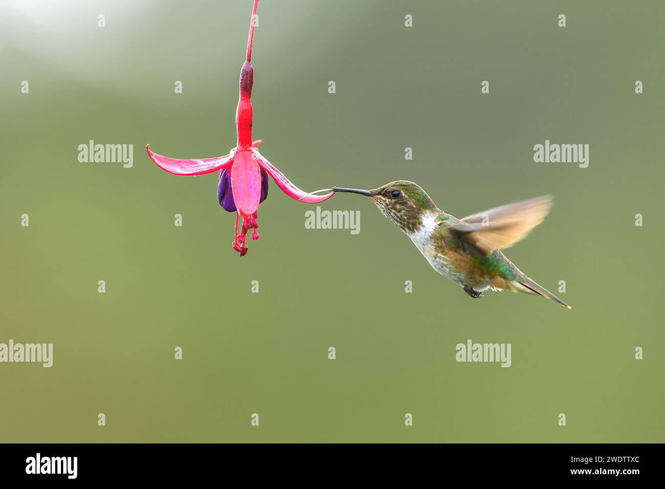 Vulkan-Kolibris (Selasphorus flammula) fressen eine fuchsieblume in einem Garten in costa rica Stockfoto