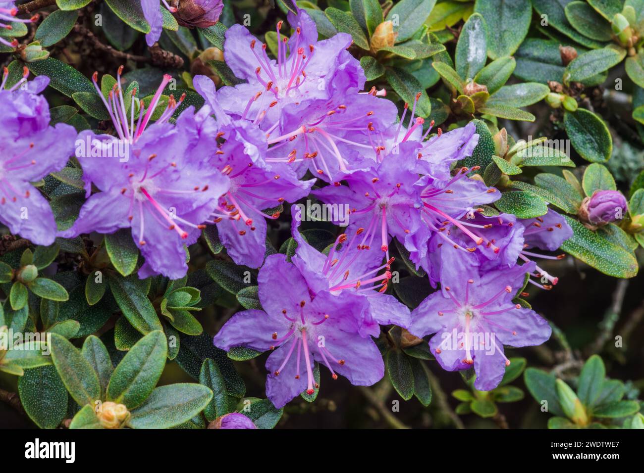 Rhododendron 'praecox' (Rhododendron X praecox), Blüten Stockfoto