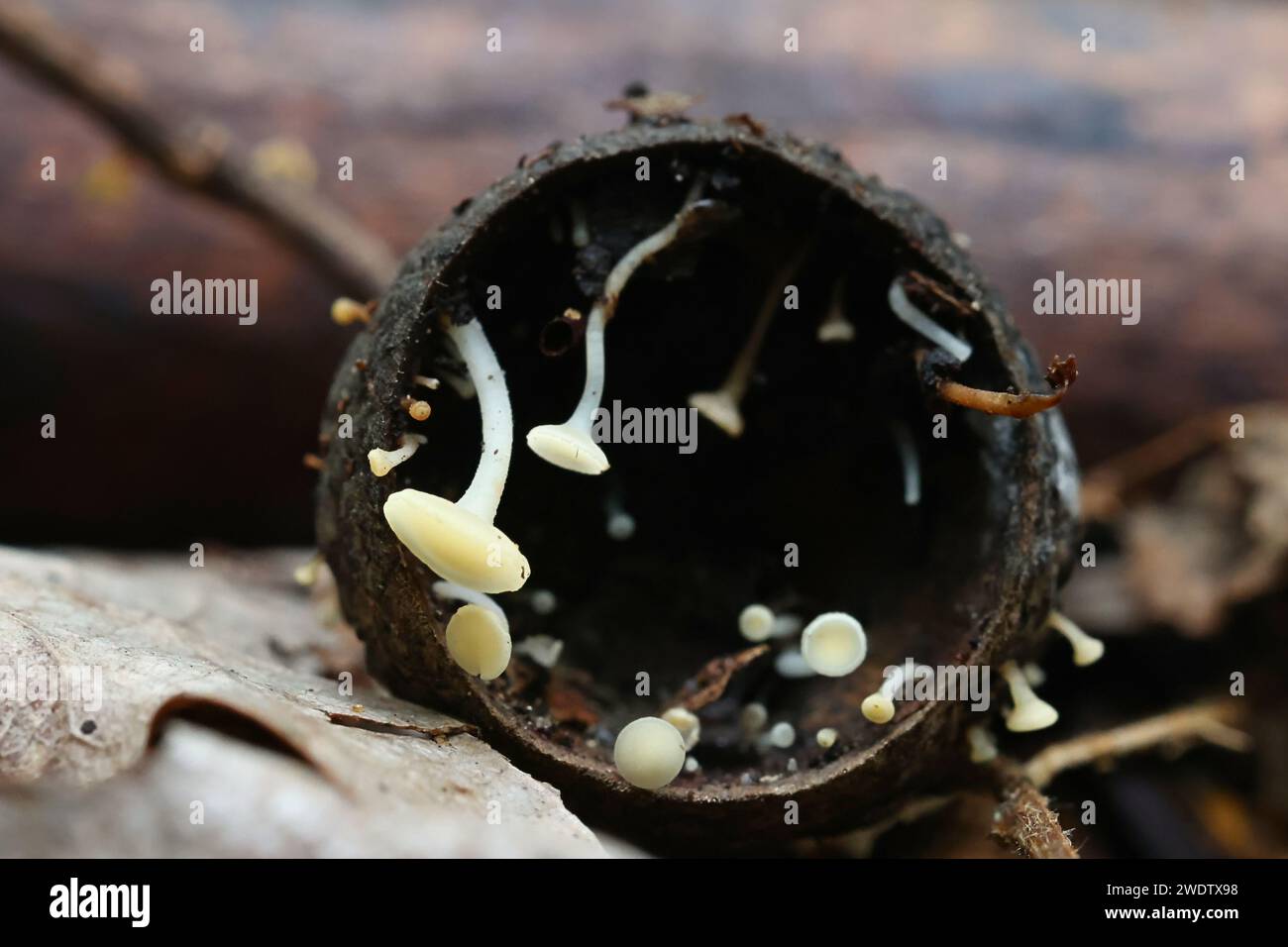 Hymenoscyphus fructigenus, allgemein bekannt als Nuss-Disco, wilder Pilz aus Finnland Stockfoto