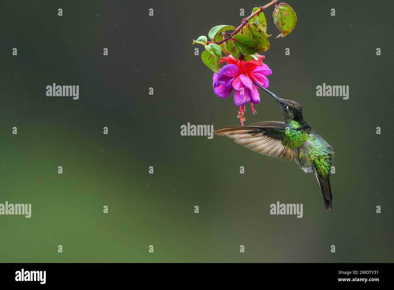 Ein feuriger Kolibri saugt den Nektar aus den Blumen in Costa Rica. Mit Bewegung in seinen Flügeln und unscharfem grünem Hintergrund. Stockfoto