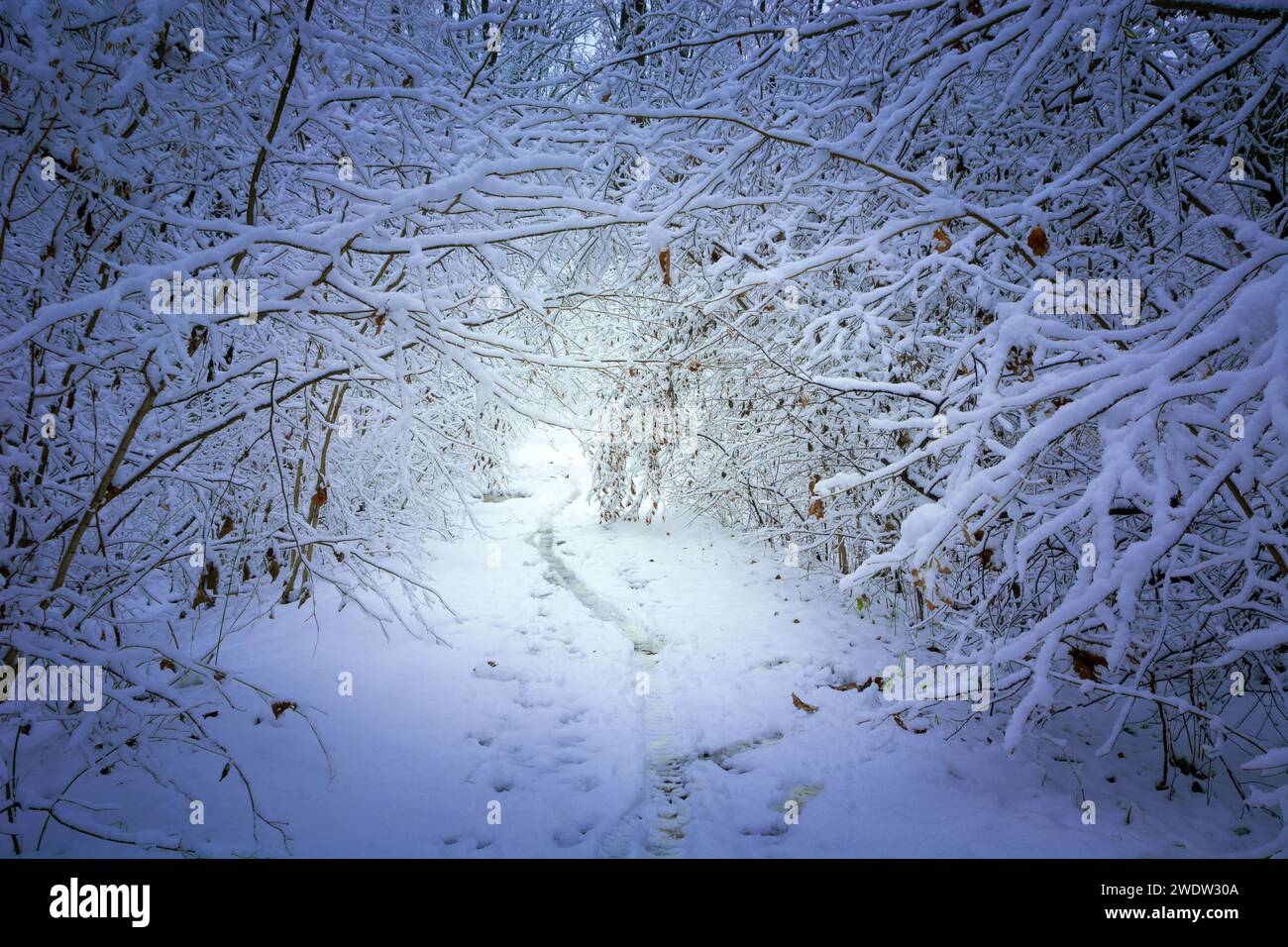 Tunnelweg in dichtem Wald, Blick an einem verschneiten Wintertag Stockfoto