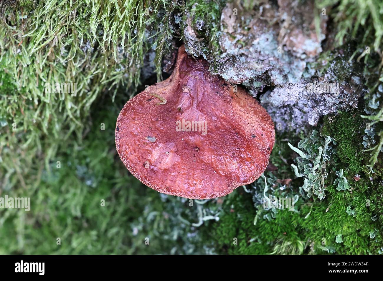 Fistulina hepatica, bekannt als Beefsteak-Pilz, Beefsteak-Polypore, Ochsenzunge oder Zungenpilz, wilder Polypore aus Finnland Stockfoto