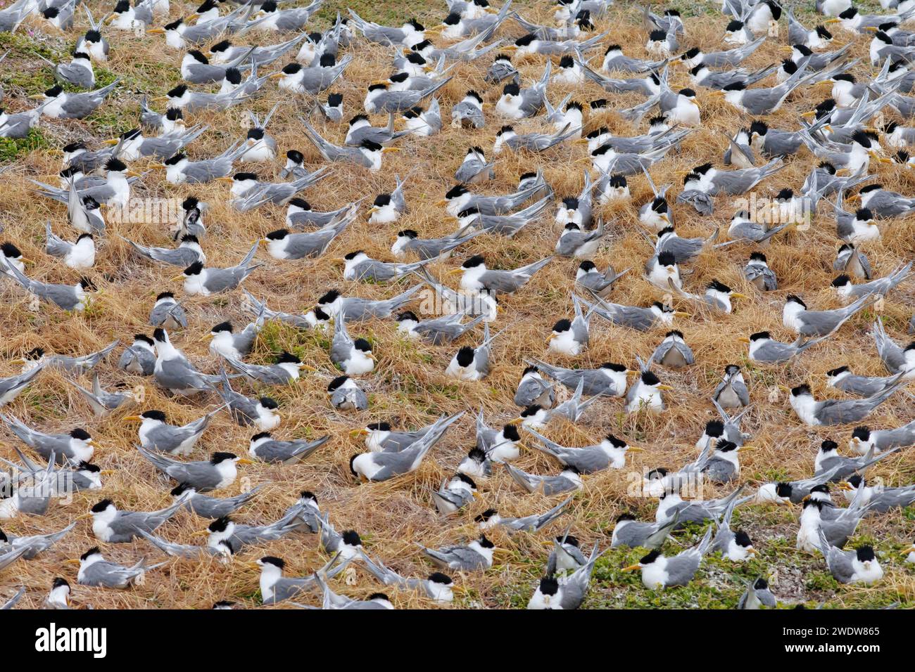 Die Kolonie der Wammseeschwalbe (Thalasseus bergii). Phillip Island, Victoria, Australien. Stockfoto