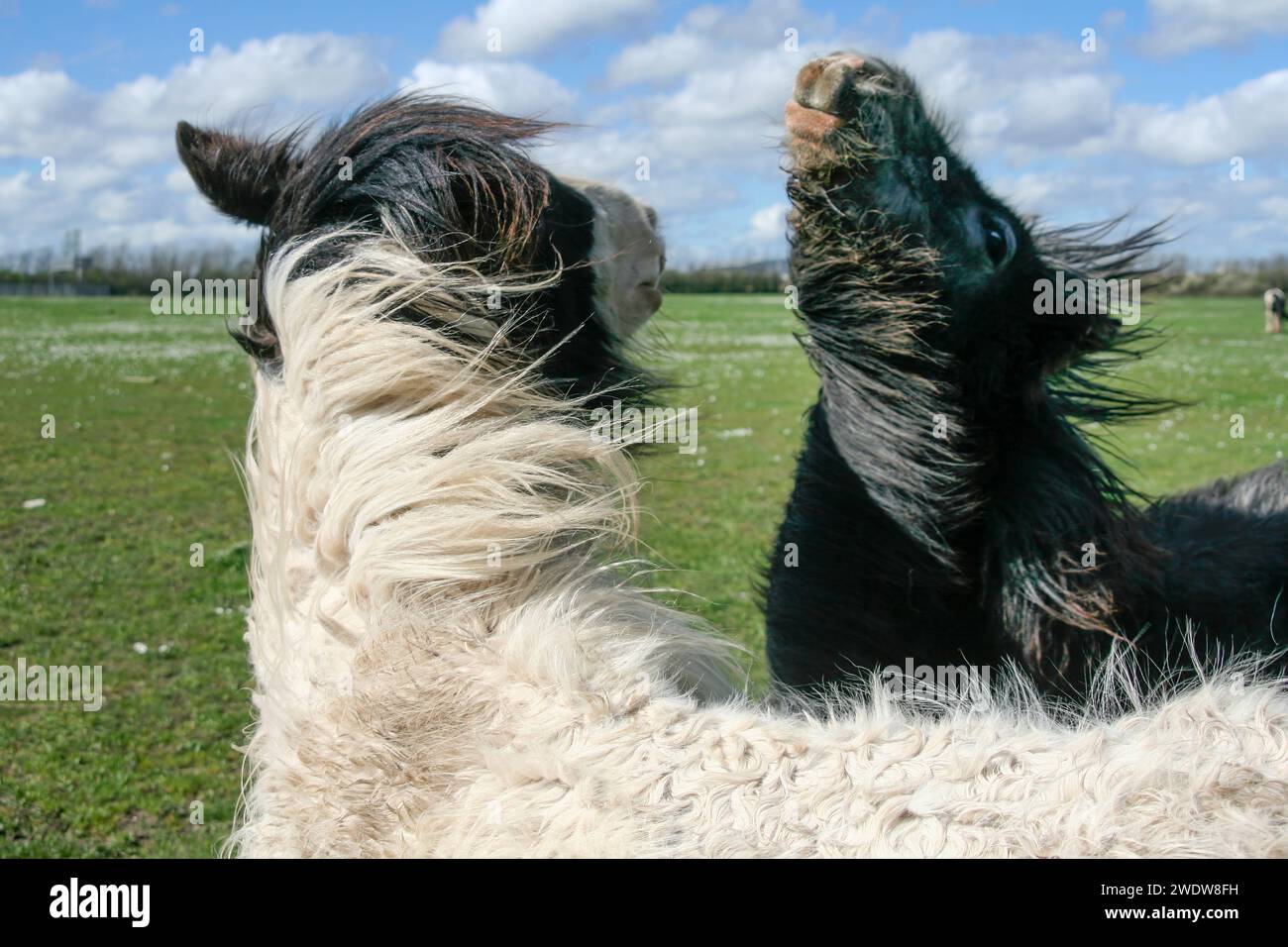 Junge Irische Cobs Stockfoto