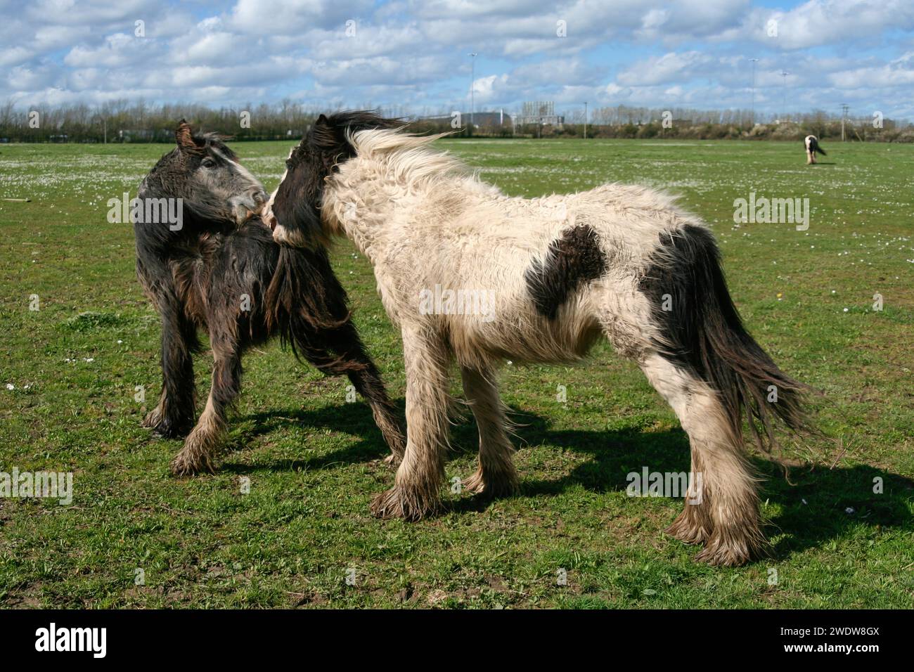 Junge Irische Cobs Stockfoto