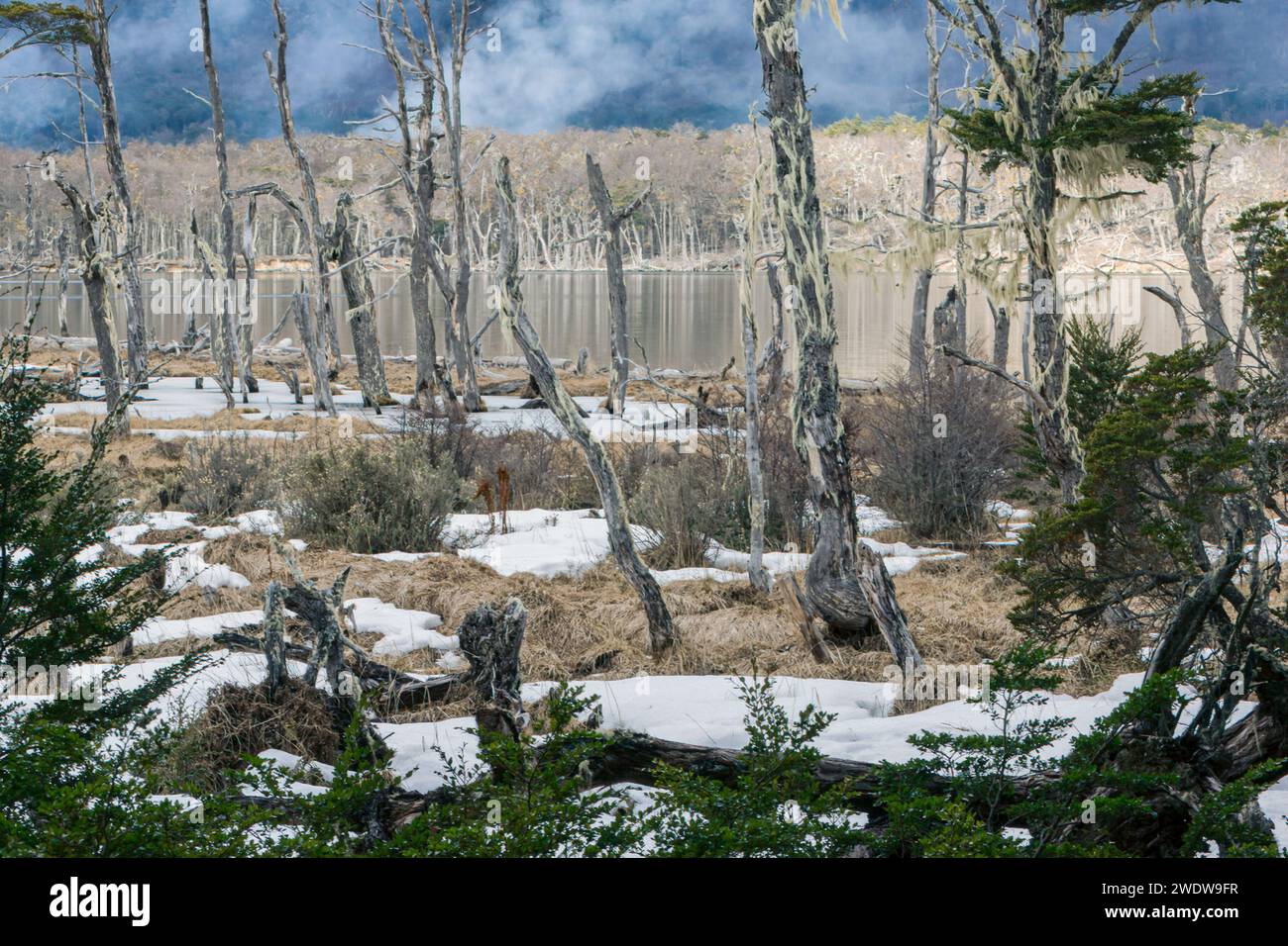 Der stille Wald: Winterstimmung in argentinischer Wildnis (Feuerland) Stockfoto