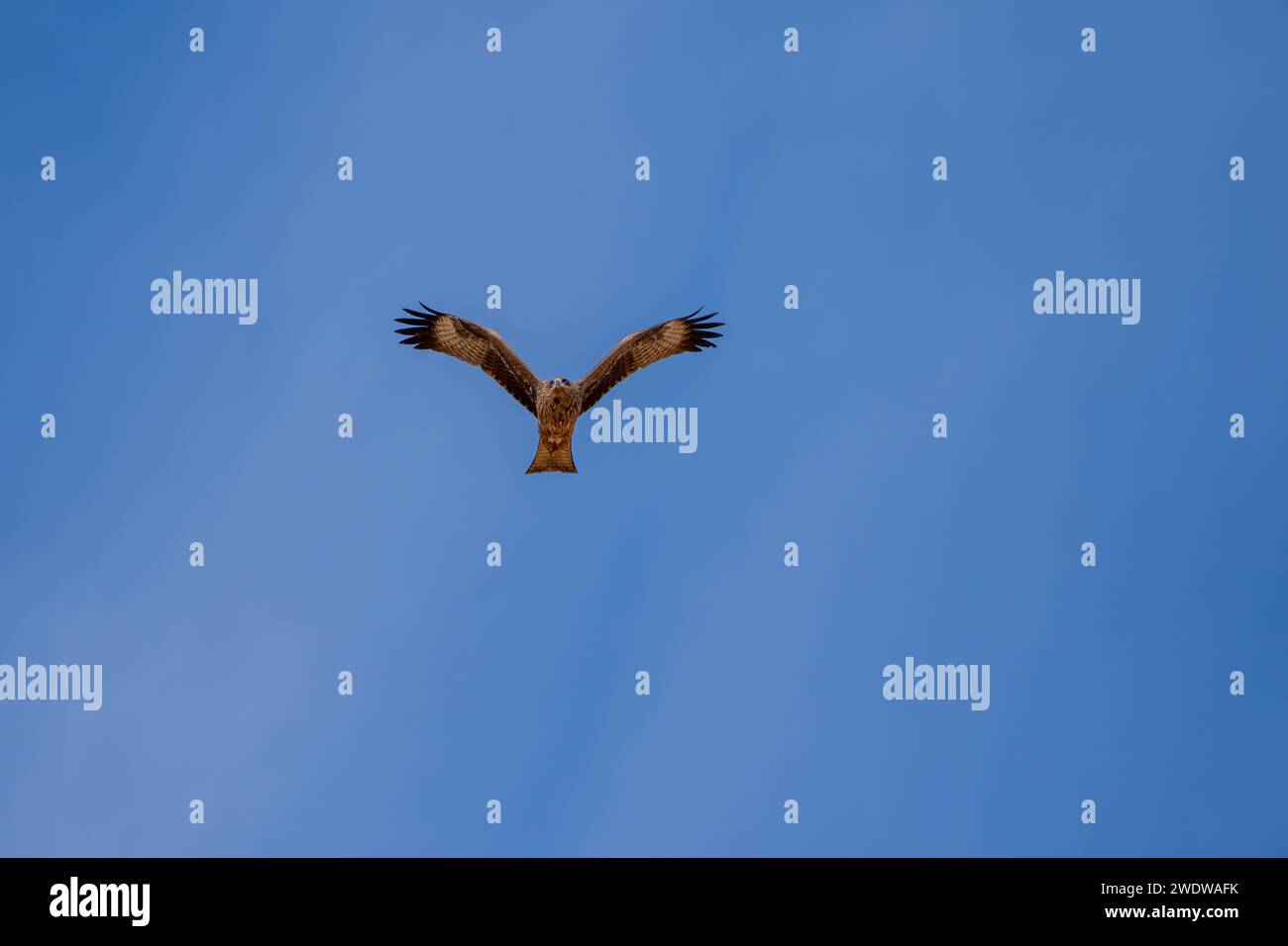 Schwarzer Drachen (Milvus migrans) im Flug mit blauem Himmel im Dezember in Israel fotografiert der schwarze Drachen (Milvus migrans) ist ein mittelgroßer Drachen Stockfoto