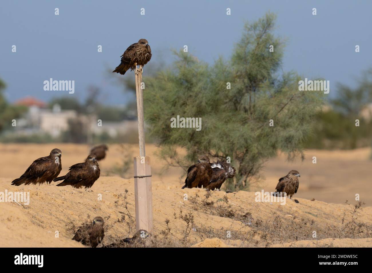 Der schwarze Drache (Milvus migrans) ist ein mittelgroßer Raubvogel i, der im Dezember in Israel fotografiert wurde Stockfoto