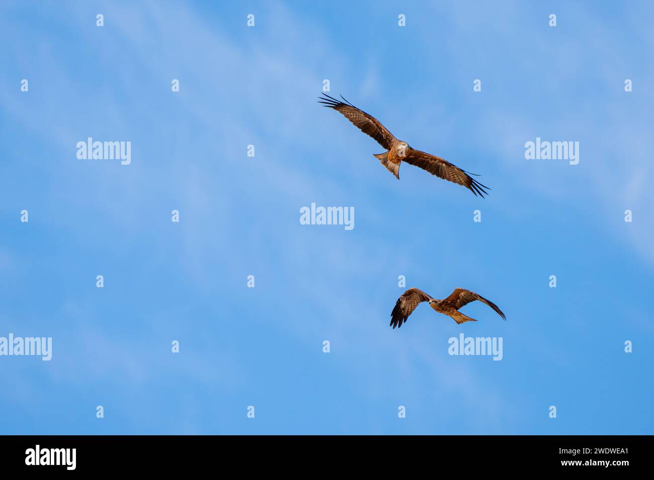 Schwarzer Drachen (Milvus migrans) im Flug mit blauem Himmel im Dezember in Israel fotografiert der schwarze Drachen (Milvus migrans) ist ein mittelgroßer Drachen Stockfoto