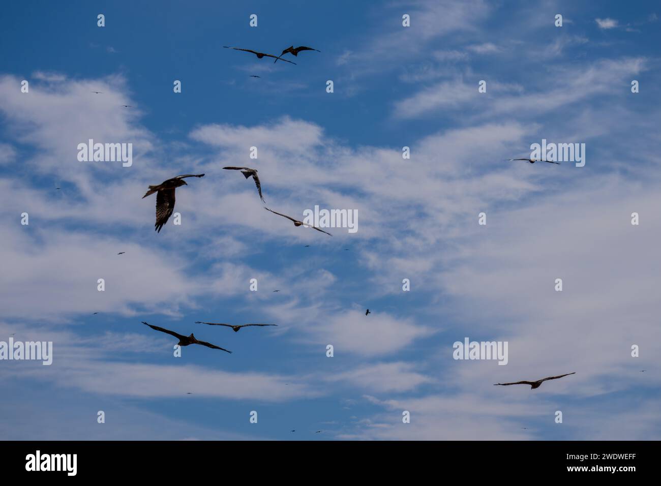 Schwarzer Drachen (Milvus migrans) im Flug mit blauem Himmel im Dezember in Israel fotografiert der schwarze Drachen (Milvus migrans) ist ein mittelgroßer Drachen Stockfoto
