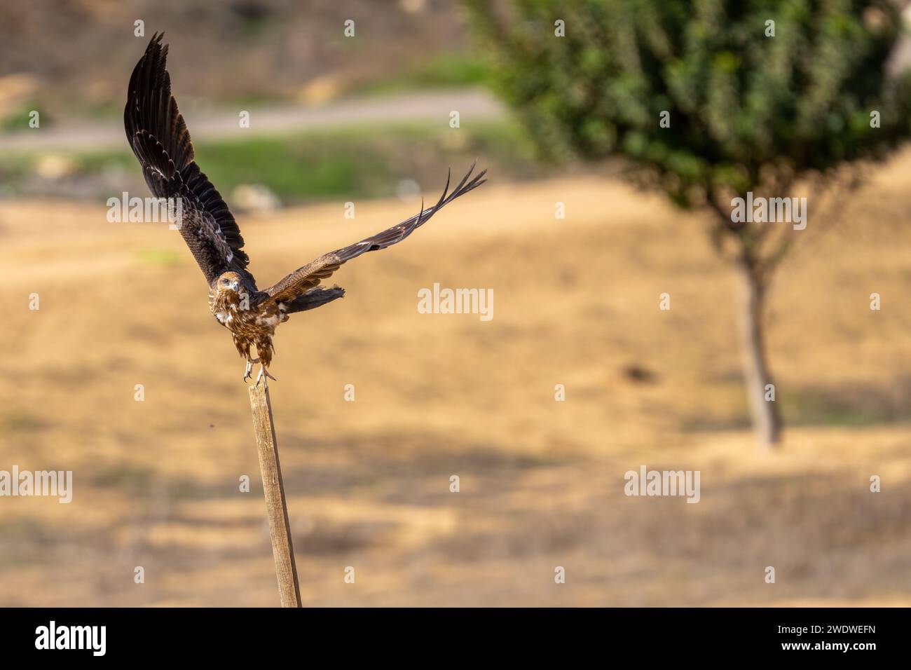 Der schwarze Drache (Milvus migrans) ist ein mittelgroßer Raubvogel in der Familie Stockfoto