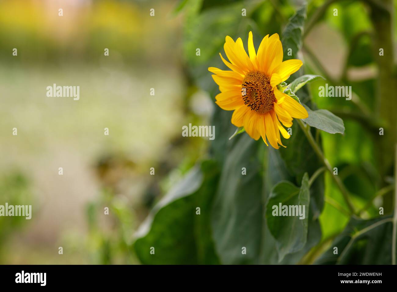 Sonnenblumenfeld und Platz für Text. Hochwertige Fotos Stockfoto