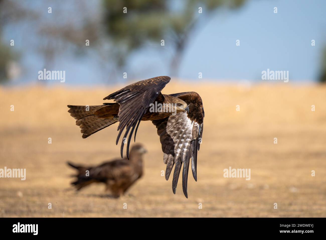 Der schwarze Drache (Milvus migrans) ist ein mittelgroßer Raubvogel in der Familie Stockfoto