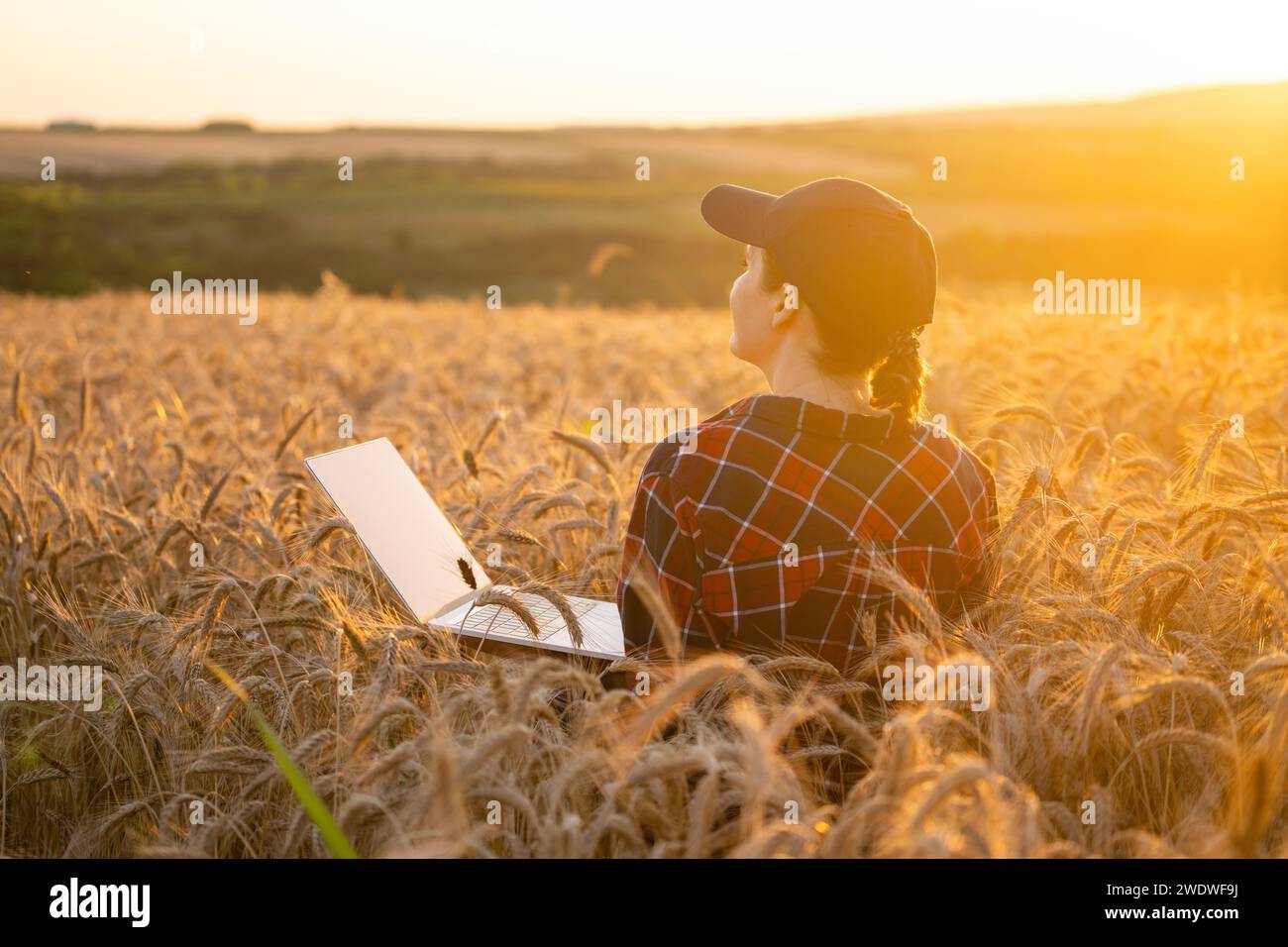 Eine Farmerin, die mit einem Laptop auf einem Weizenfeld arbeitet. Intelligente Landwirtschaft und digitale Landwirtschaft. Stockfoto