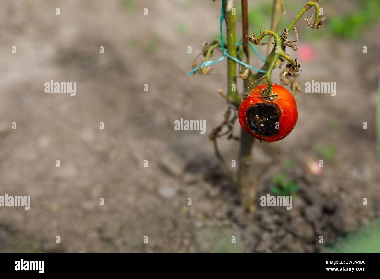 Eine halbverfaulte Tomate auf einem Busch im Garten. Hochwertige Fotos Stockfoto
