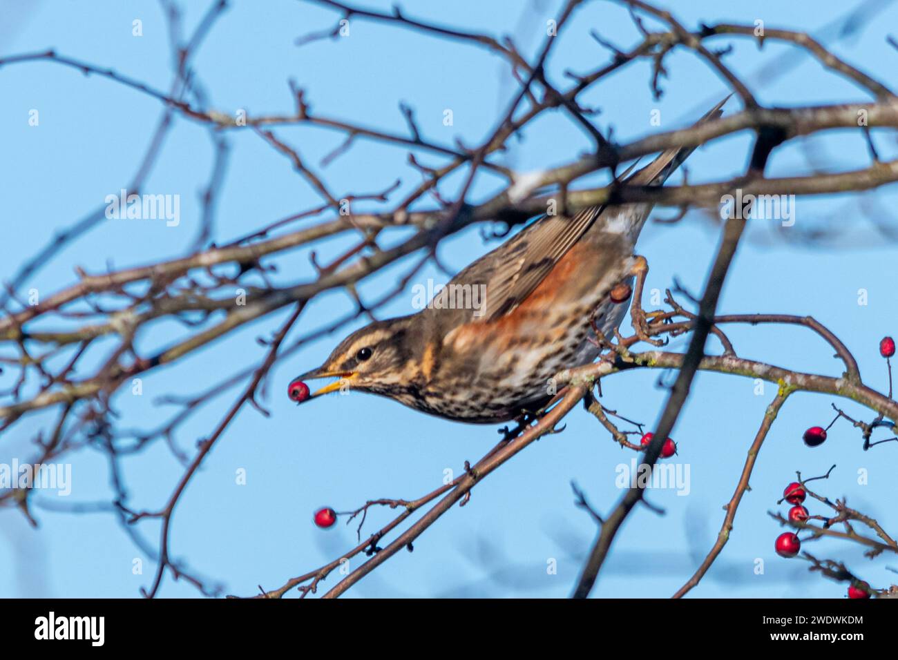 Ein rotflügelvogel (Turdus iliacus), der im Winter rote Weißdornbeeren in einem Baum ernährt, England, Vereinigtes Königreich Stockfoto