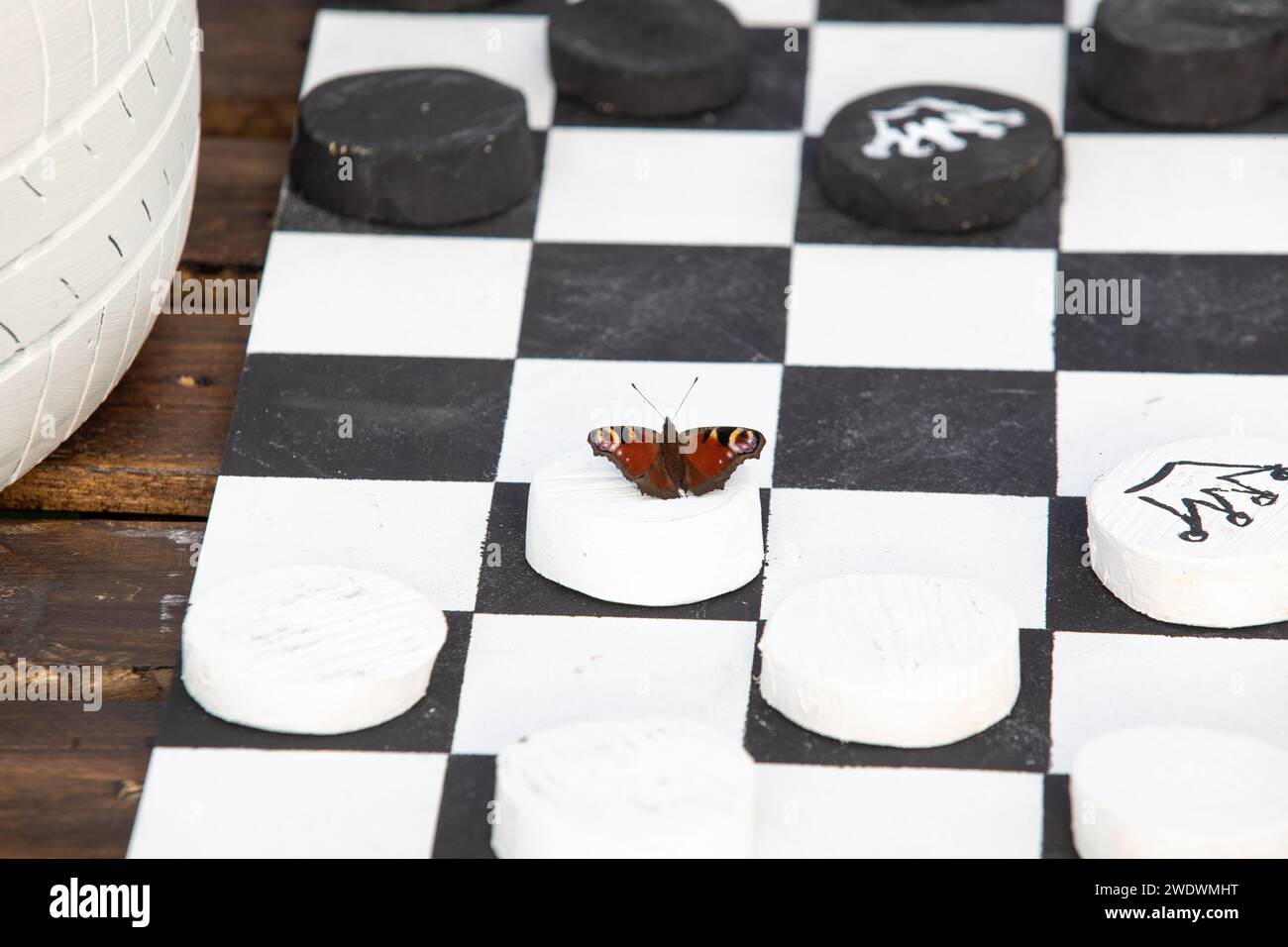 Hausgemachtes Schachbrett und Schmetterling darauf. Hochwertige Fotos Stockfoto