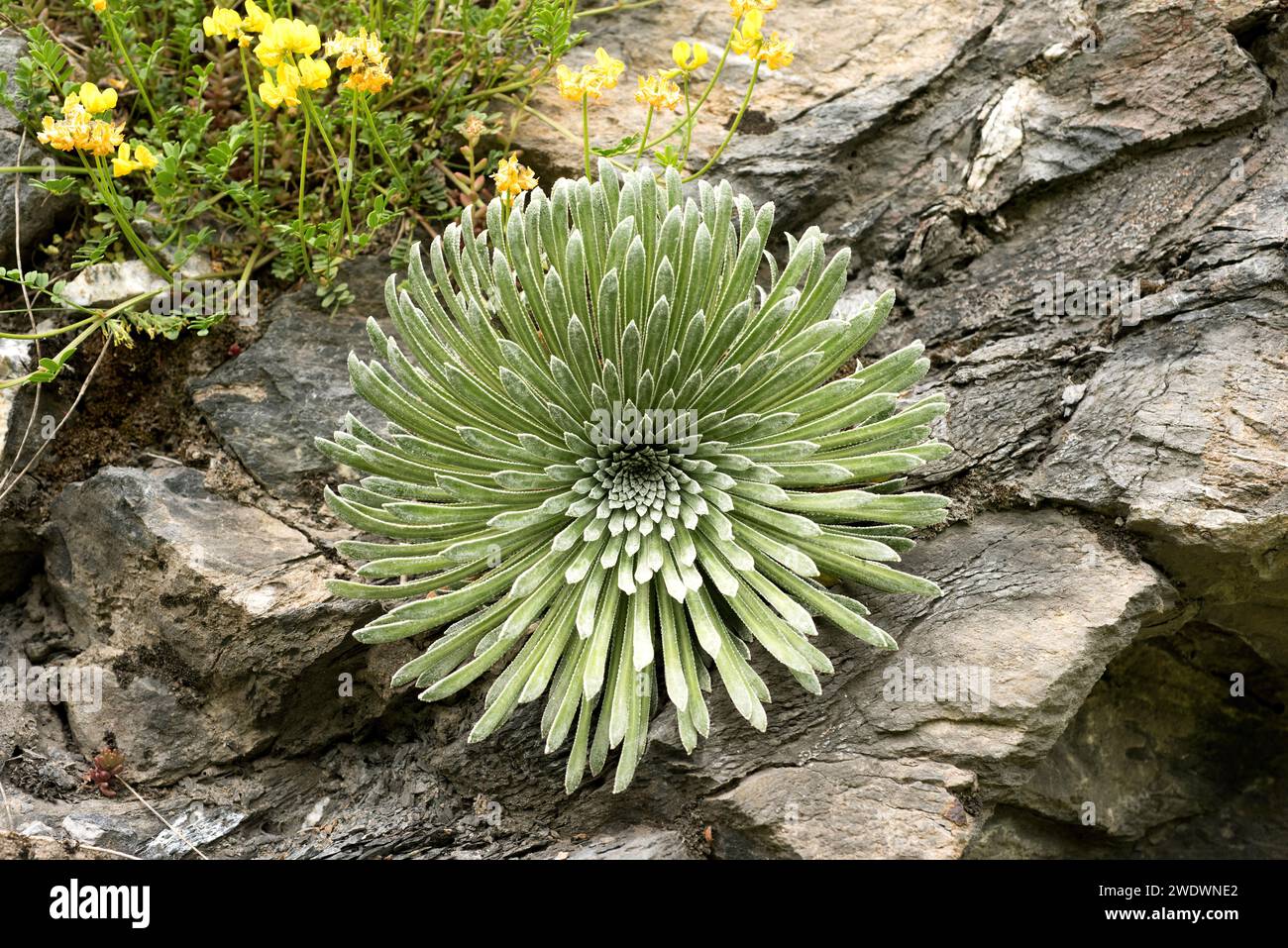 Corona de rey (Saxifraga longifolia) ist ein ausdauerndes Kraut, das in den Kalkbergen Ostspaniens und Nordafrikas endemisch ist. Dieses Foto wurde in Hu aufgenommen Stockfoto