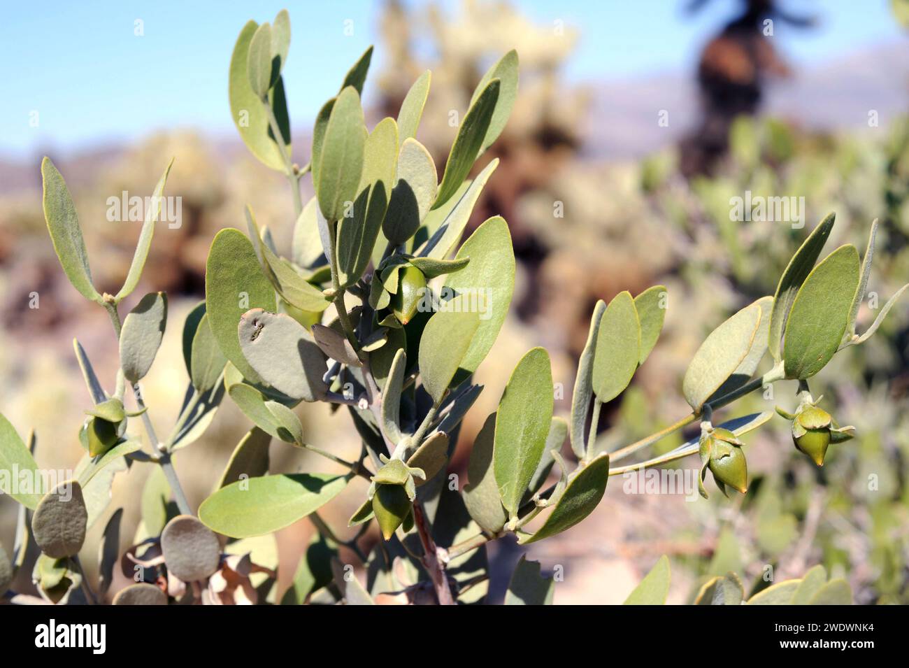 Jojoba (Simmondsia chinensis) ist ein Laubstrauch, der im Südwesten der USA und im Nordwesten Mexikos endemisch ist. Ihre Samen produzieren Jojobaöl. Fruchtdetails. Stockfoto