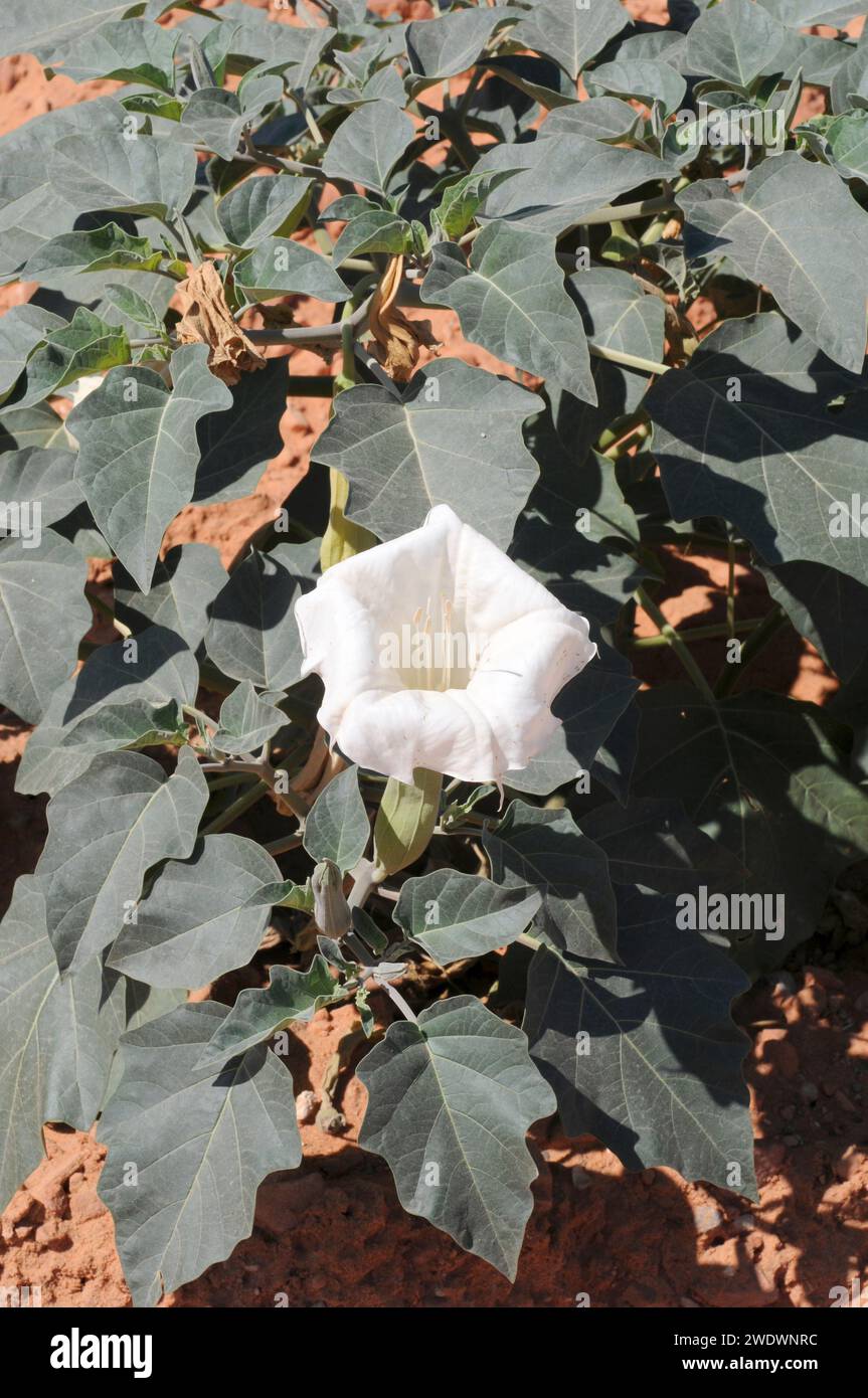 Sacred datura (Datura wrightii) ist eine mehrjährige Halluzinogen Kraut aus dem Südwesten Nordamerikas. Dieses Foto wurde in Utah, USA, aufgenommen. Stockfoto