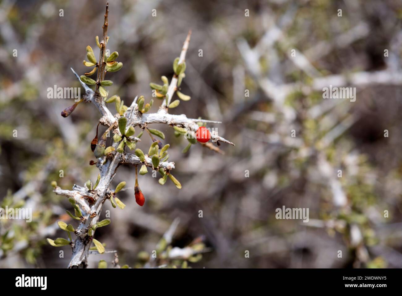 Cambronera (Lycium intricatum) ist ein Dornstrauch aus dem Mittelmeerbecken. Dieses Foto wurde im Naturpark Cabo de Gata in der Provinz Almeria aufgenommen Stockfoto