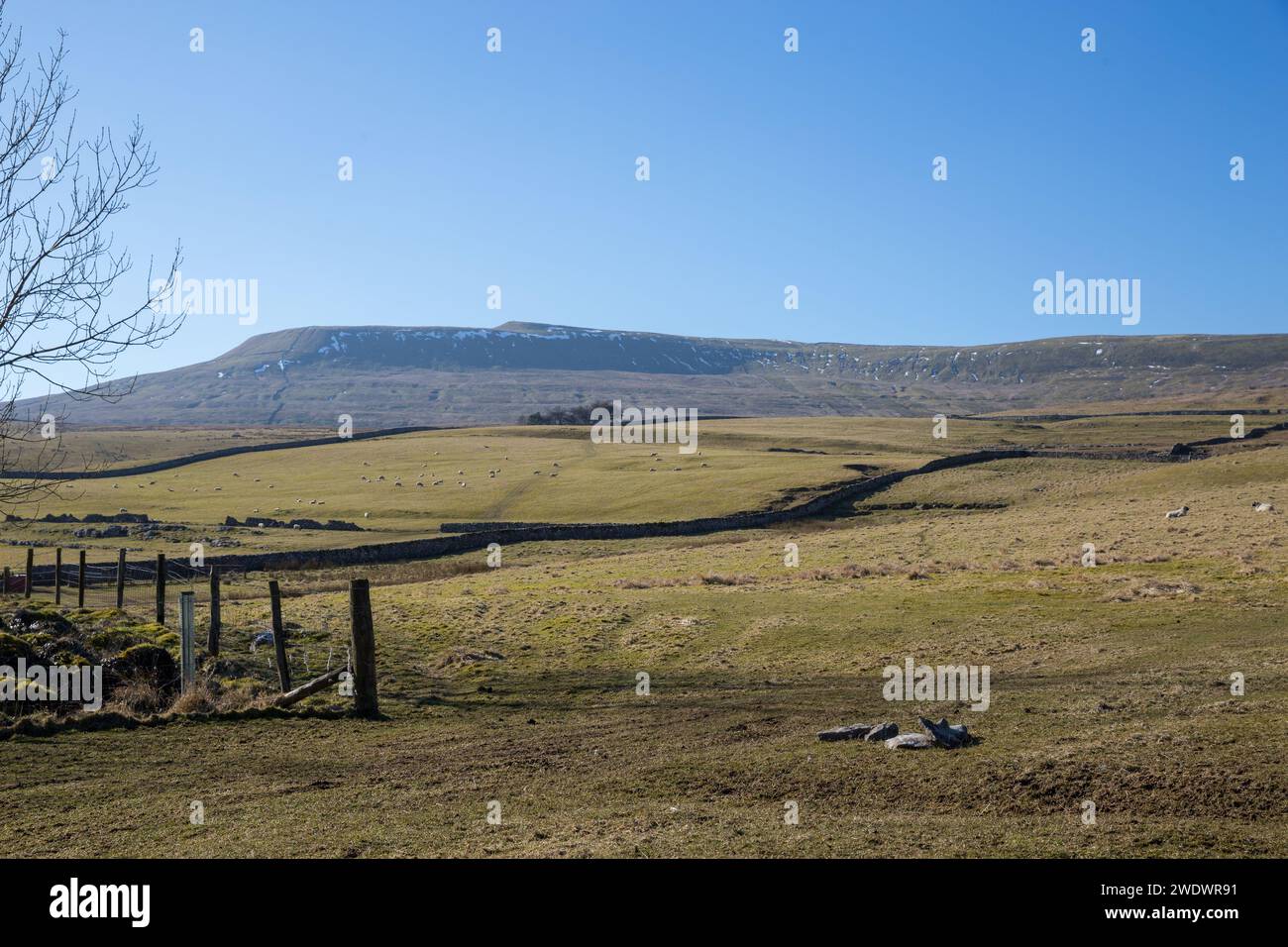 Luftbild der Yorkshire Landschaft mit Trockenmauern, Kalksteinpflastern und Felsen, Feldern und Hügeln mit Ingleborough Berg in der Ferne Stockfoto