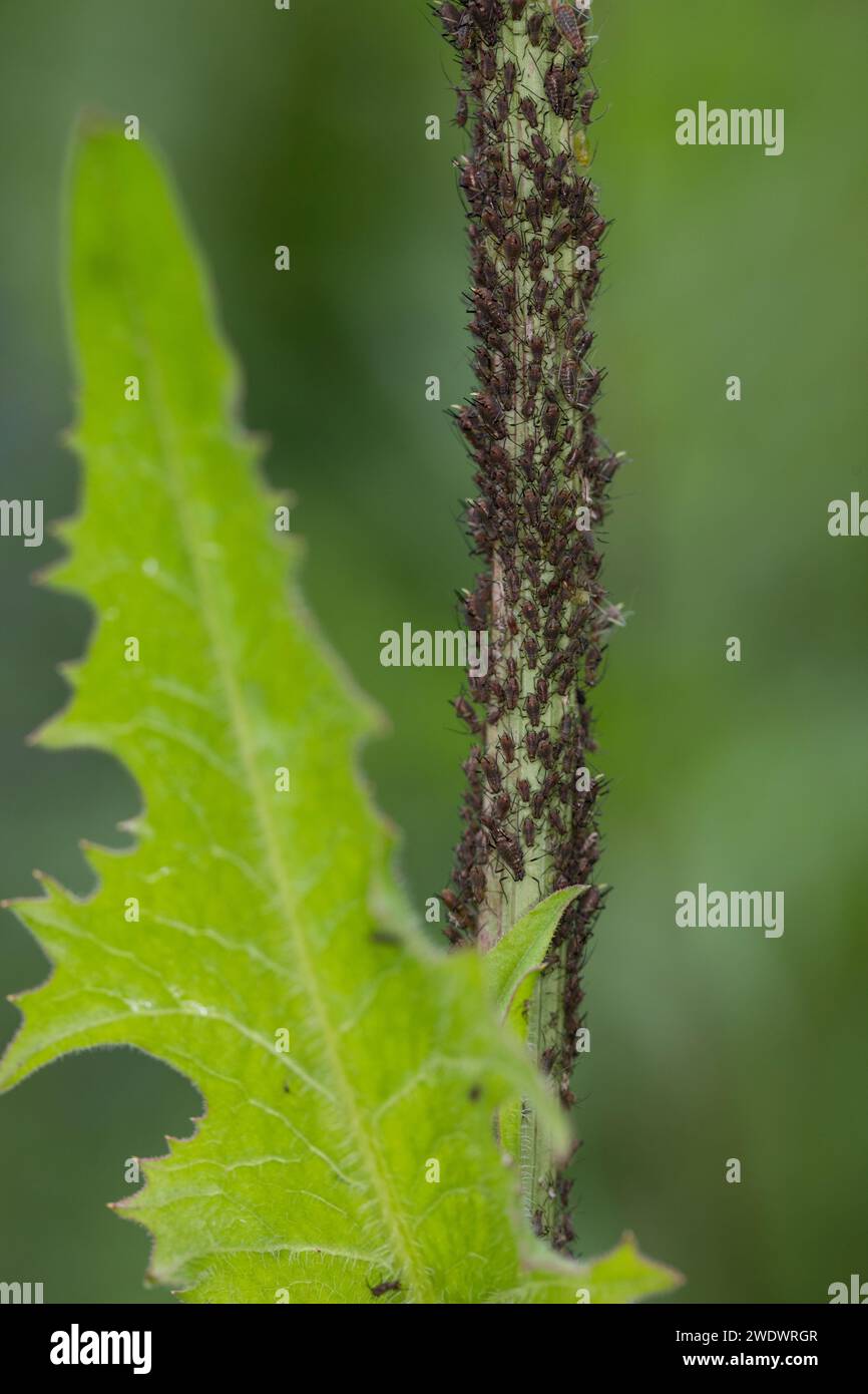 Blattläuse, Blattlaus, Blattlauskolonie, Blattlaus-Kolonie, Blattlaus, Blattläuse Stockfoto