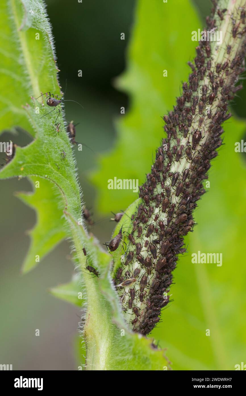 Blattläuse, Blattlaus, Blattlauskolonie, Blattlaus-Kolonie, Blattlaus, Blattläuse Stockfoto