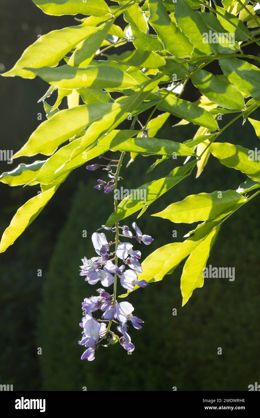 Blauregen, Chinesischer Blauregen, Chinesische Wisteria, Wisterie, Glyzine, Glyzinie, Glycin, Glycinie, Wisteria sinensis, Chinesische Glyzinen, La Glycin Stockfoto