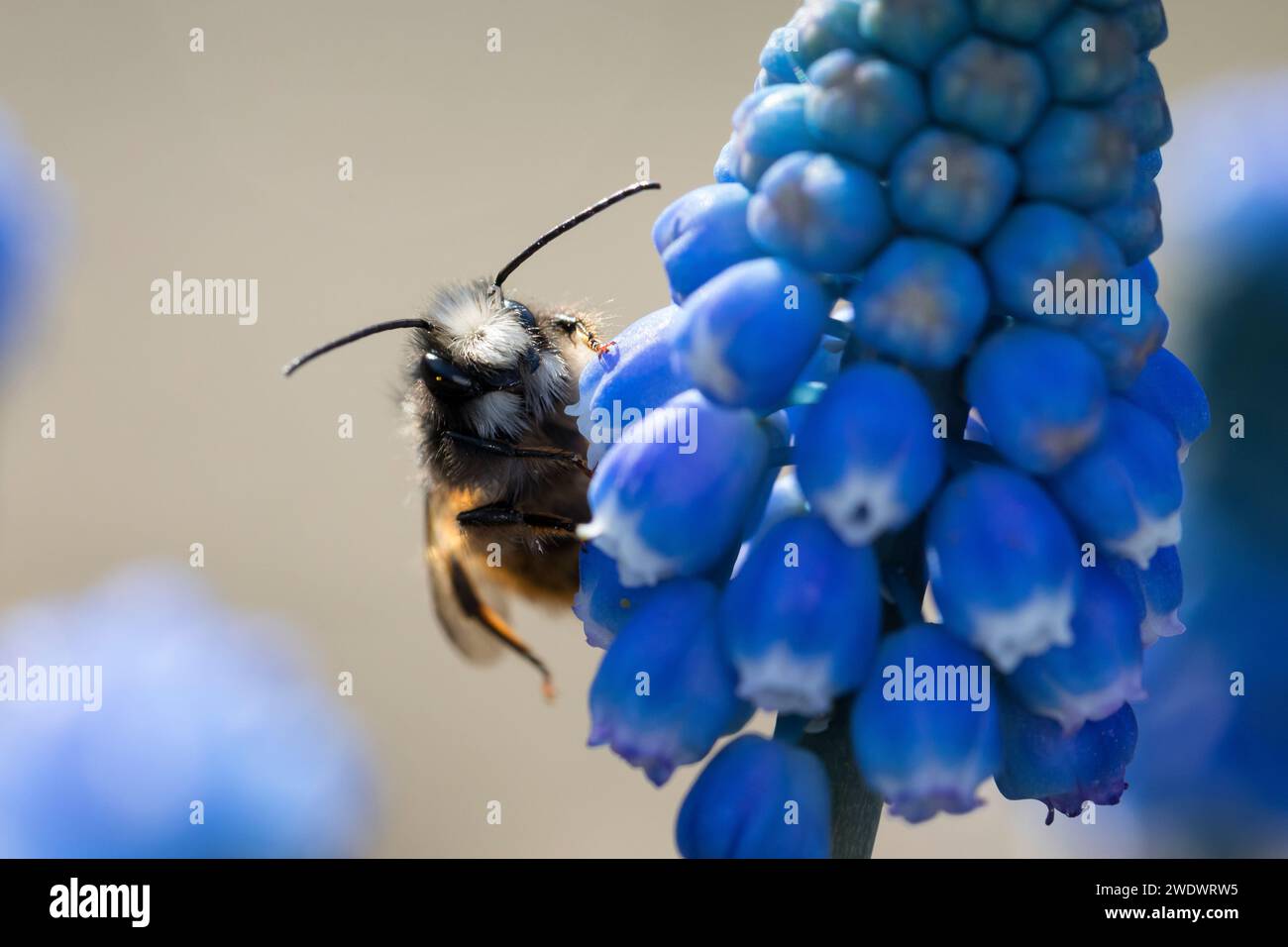 Gehörnte Mauerbiene, Männchen beim Blütenbesuch auf Traubenhyazinthe, Muscari, Bestäubung, Osmia cornuta, Europäische Obstbaubiene, orchardbiene, horngesichtet Stockfoto