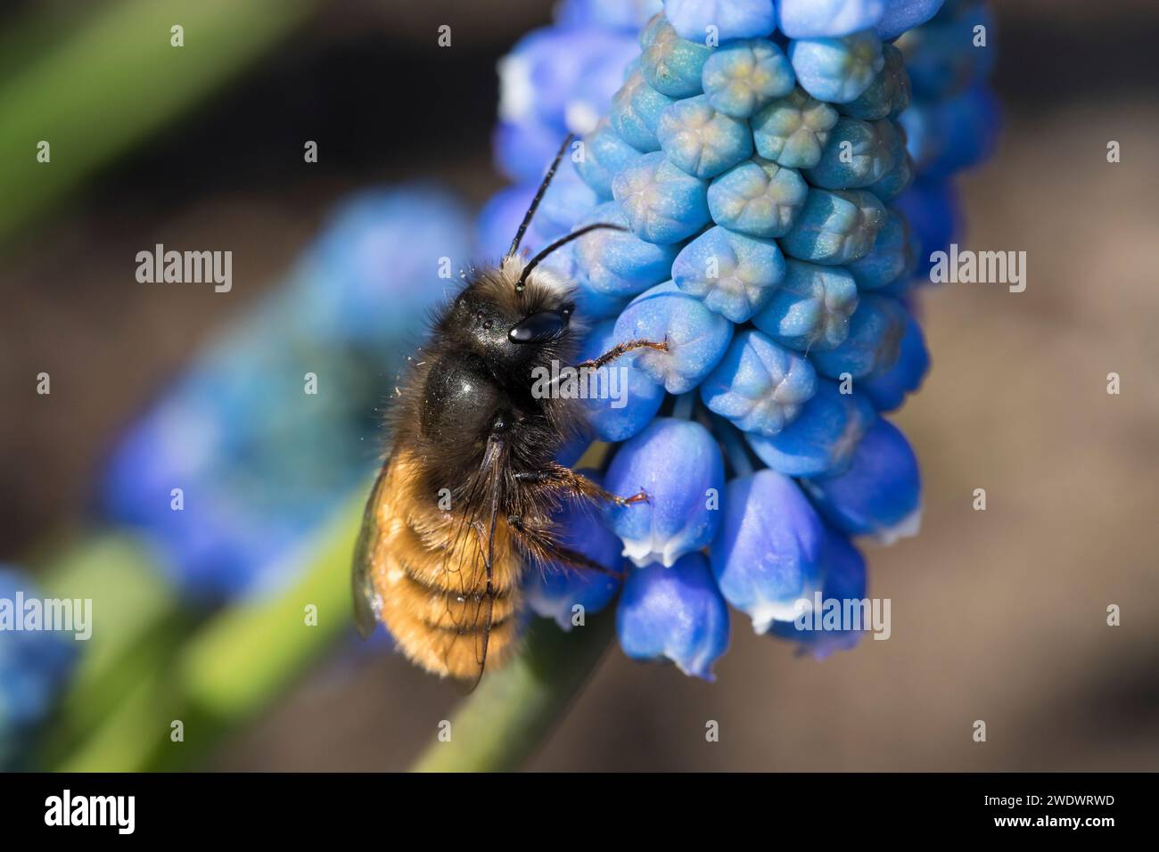 Gehörnte Mauerbiene, Männchen beim Blütenbesuch auf Traubenhyazinthe, Muscari, Bestäubung, Osmia cornuta, Europäische Obstbaubiene, orchardbiene, horngesichtet Stockfoto