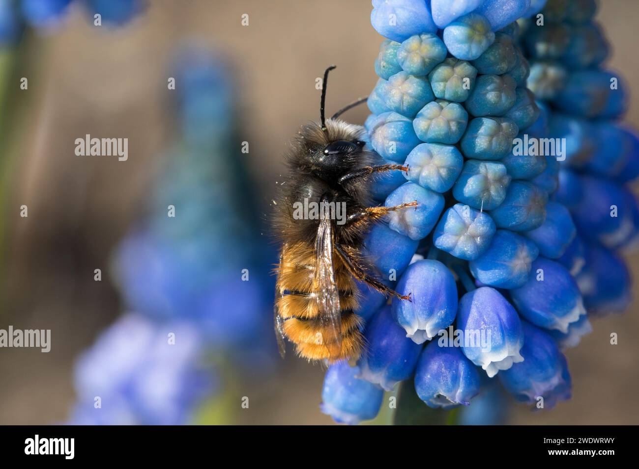 Gehörnte Mauerbiene, Männchen beim Blütenbesuch auf Traubenhyazinthe, Muscari, Bestäubung, Osmia cornuta, Europäische Obstbaubiene, orchardbiene, horngesichtet Stockfoto