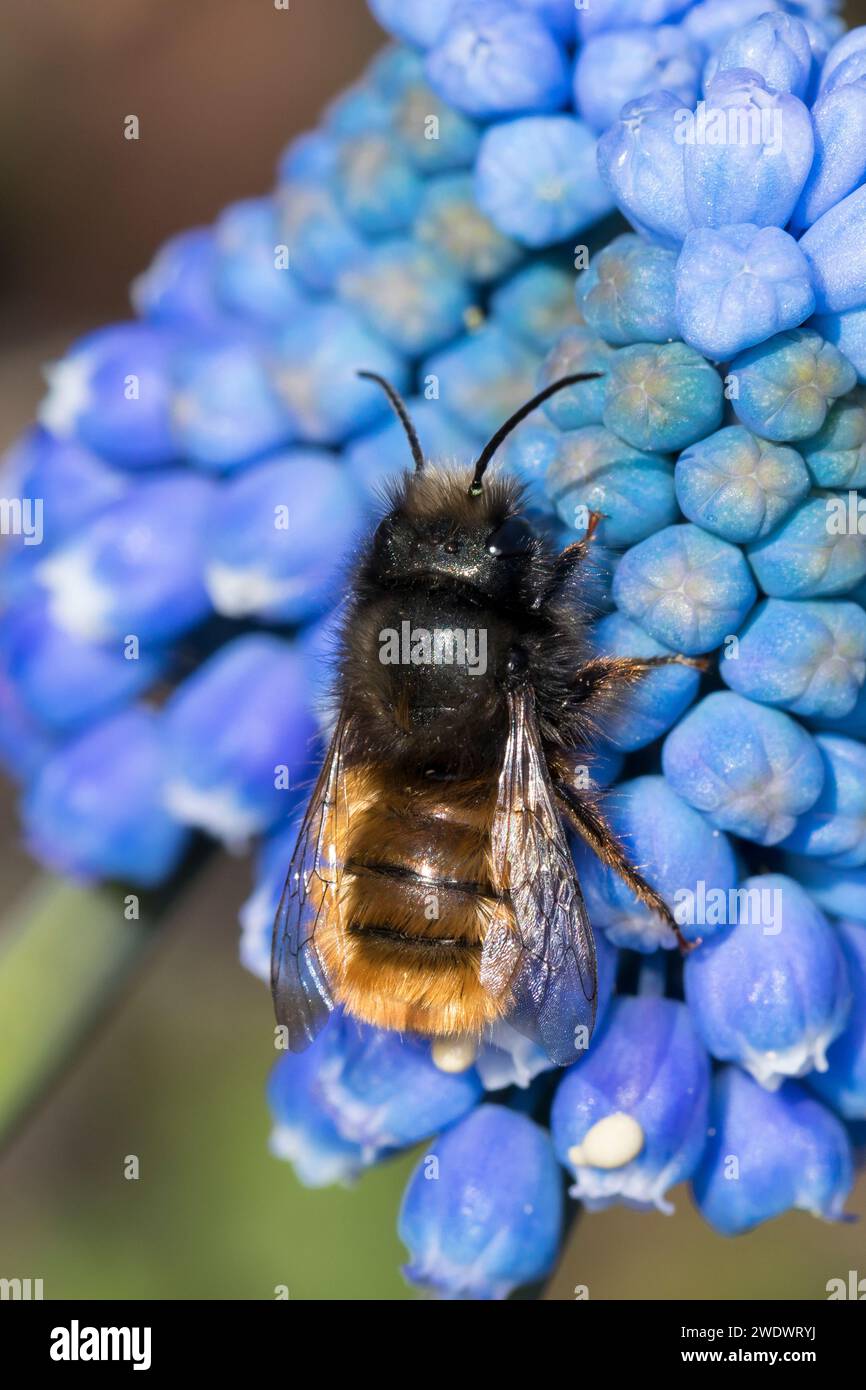 Gehörnte Mauerbiene, Männchen beim Blütenbesuch auf Traubenhyazinthe, Muscari, Bestäubung, Osmia cornuta, Europäische Obstbaubiene, orchardbiene, horngesichtet Stockfoto